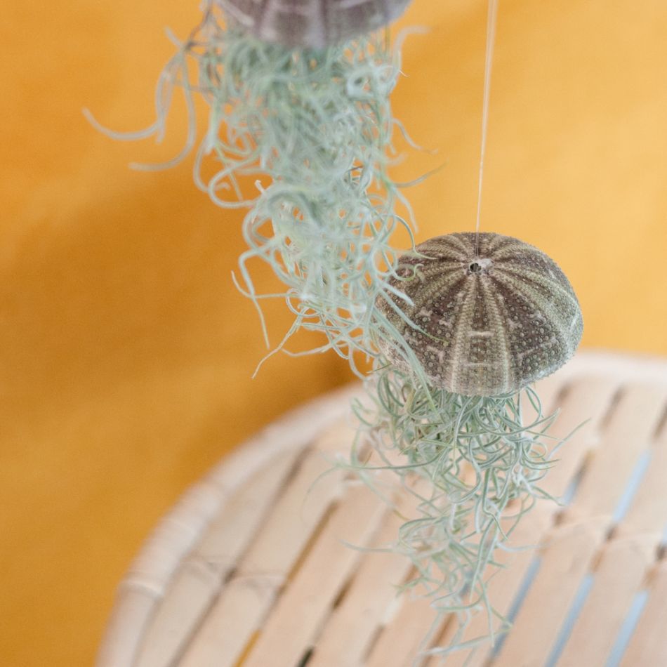 Tillandsia Medusa - Jellyfish Plant (2 stuks) - P9