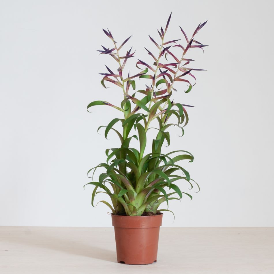 Tillandsia Leiboldiana Mora - Bromelia - P12