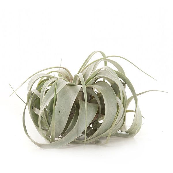 Tillandsia Xerographica