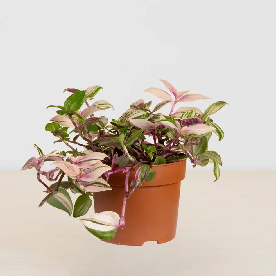 Tradescantia-Quadricolor-purple-pink-P12-2