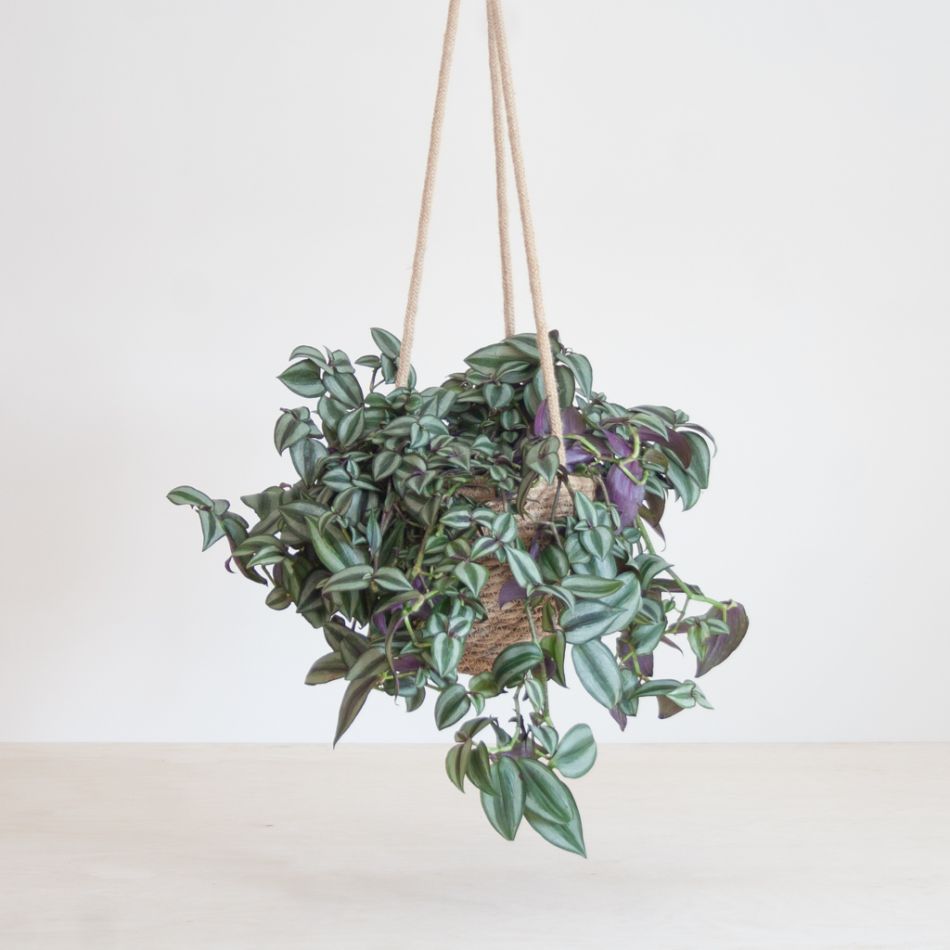 Tradescantia Zebrina - p17