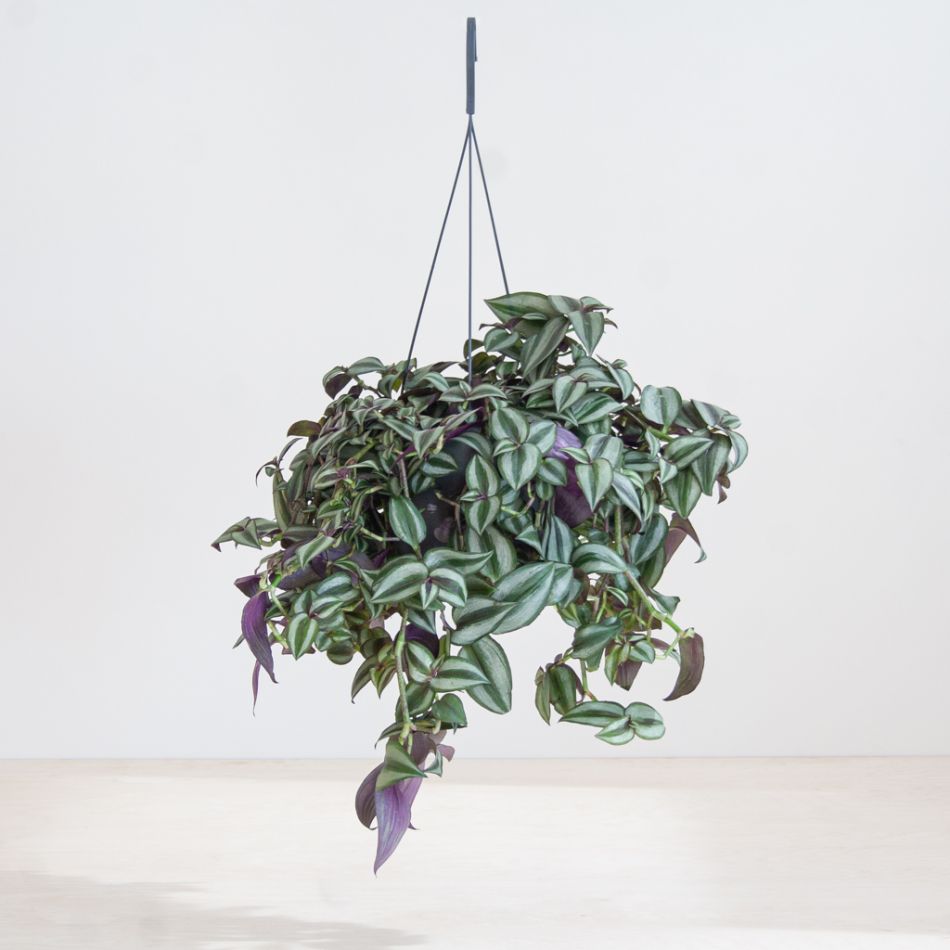Tradescantia Zebrina - p17