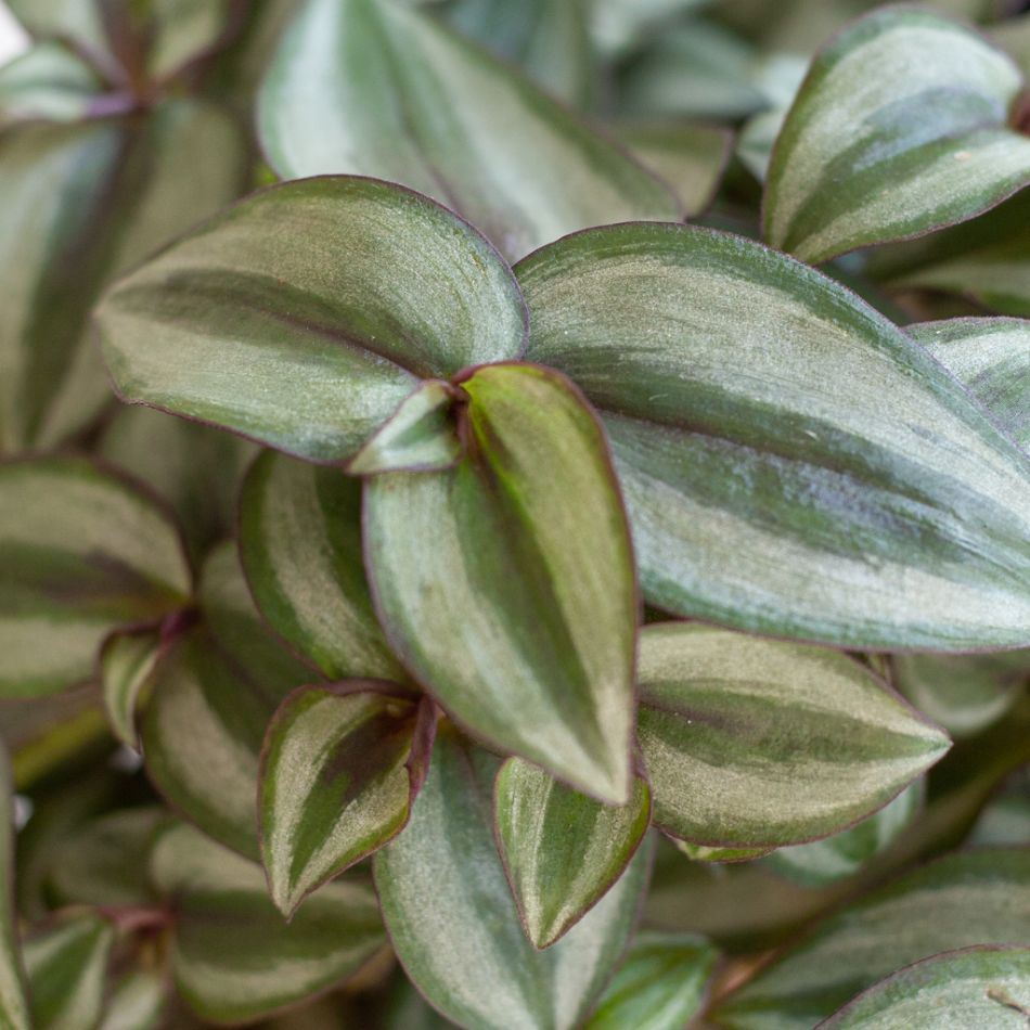 Tradescantia Zebrina - p17