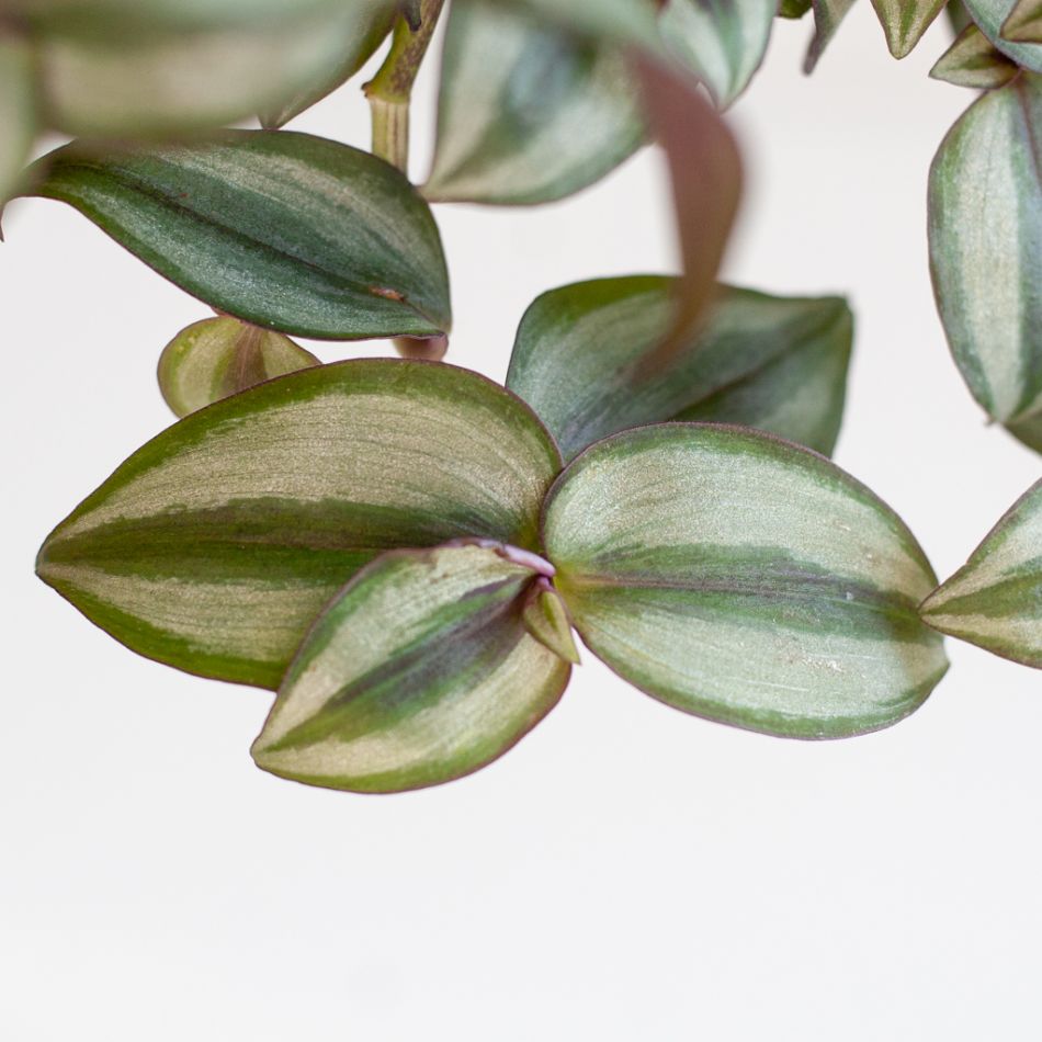 Tradescantia-Zebrina-9