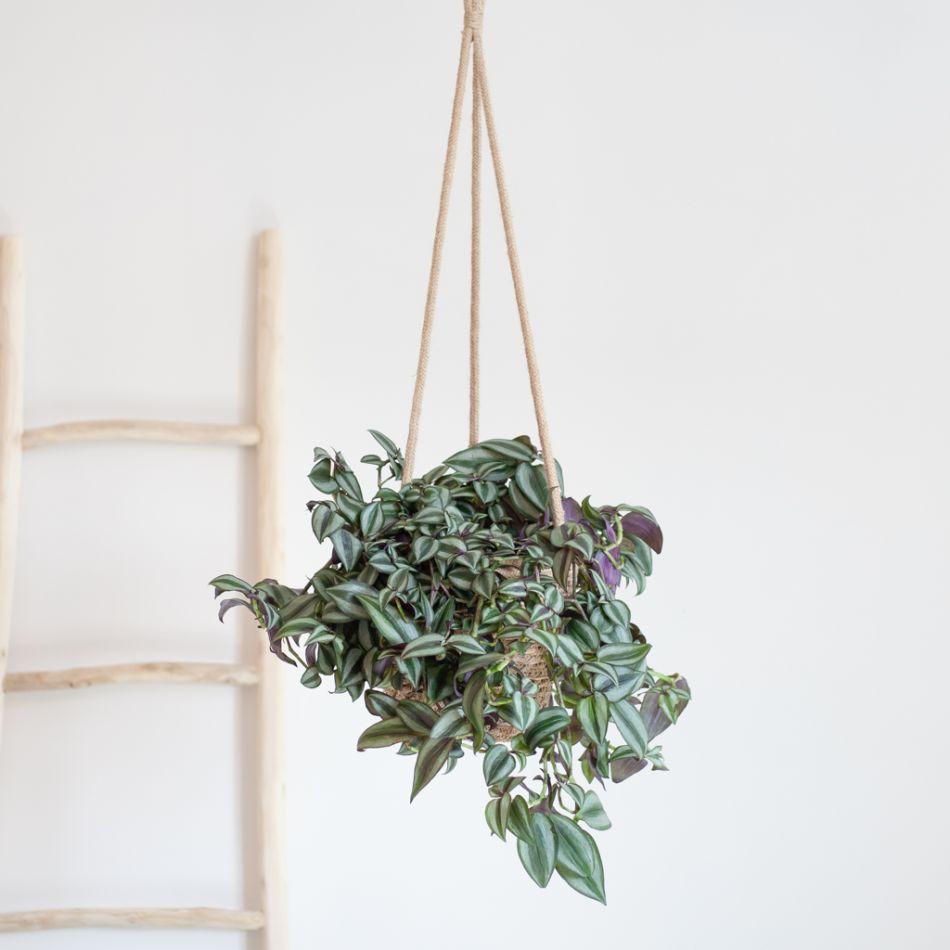 Tradescantia-Zebrina-Lifestyle
