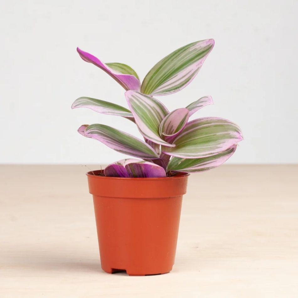 Tradescantia nanouk