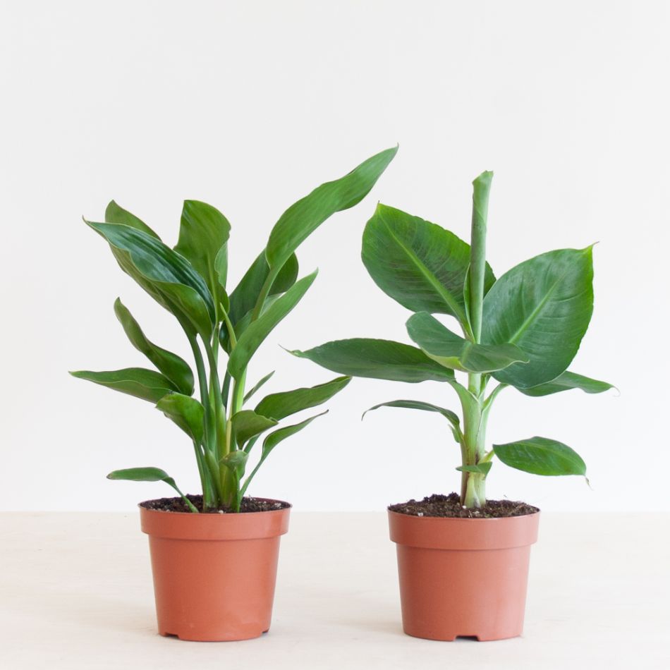 Tropical Duo - P12