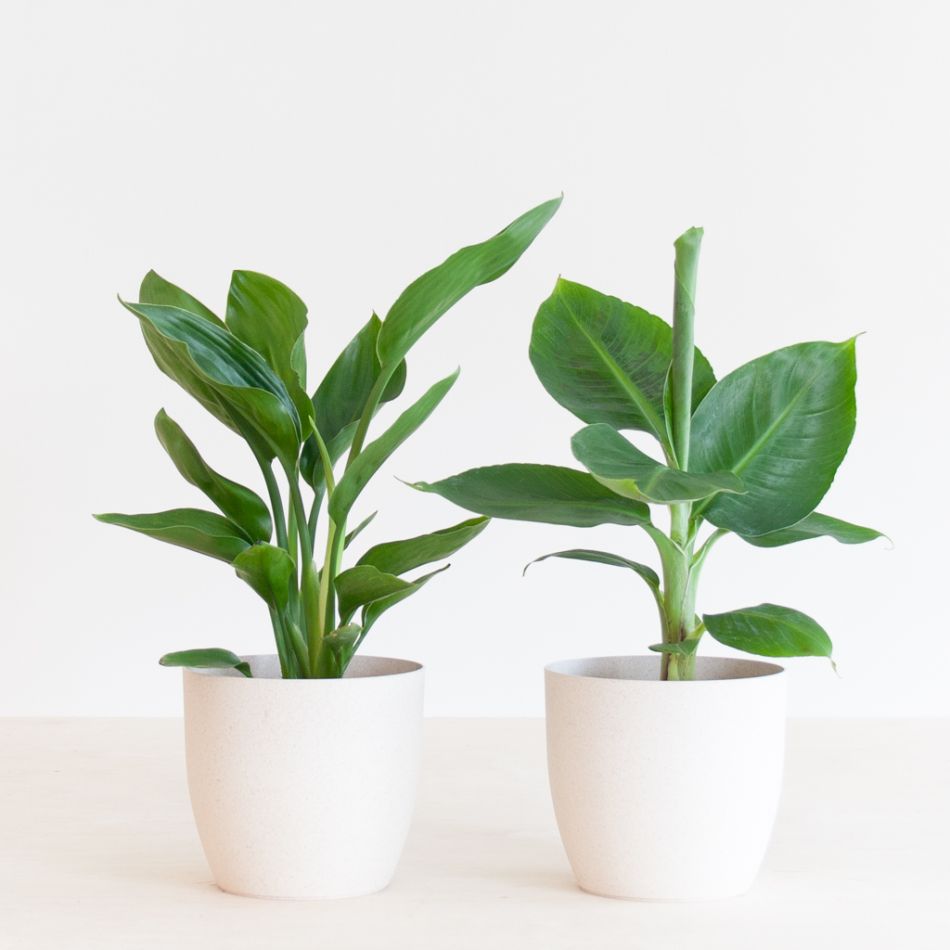 Tropical Duo - P12