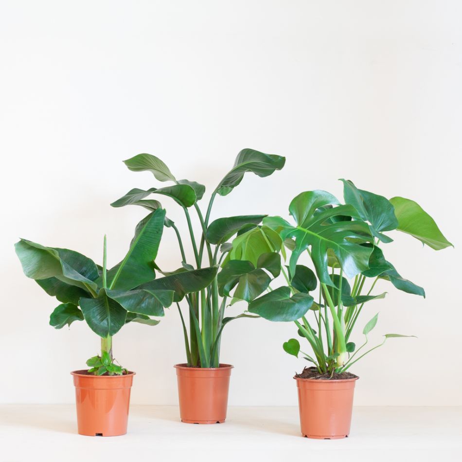 Tropische Plantenbox (3 stuks)