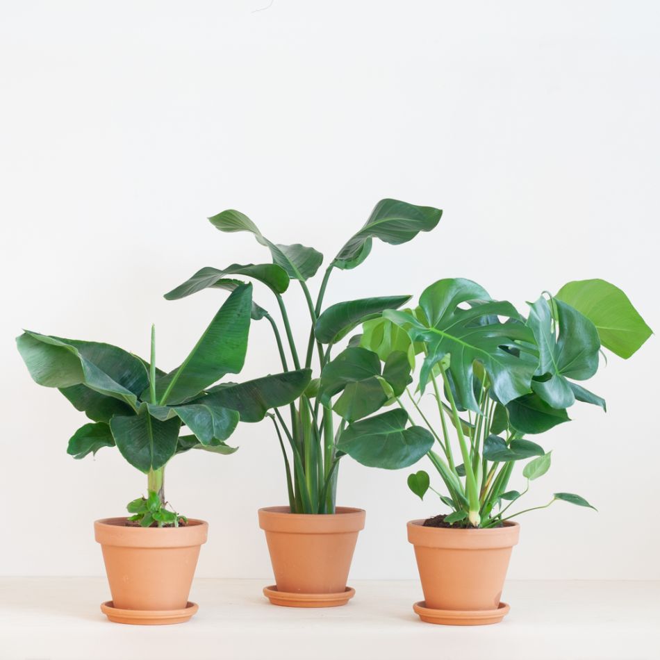 Tropische Plantenbox (3 stuks)