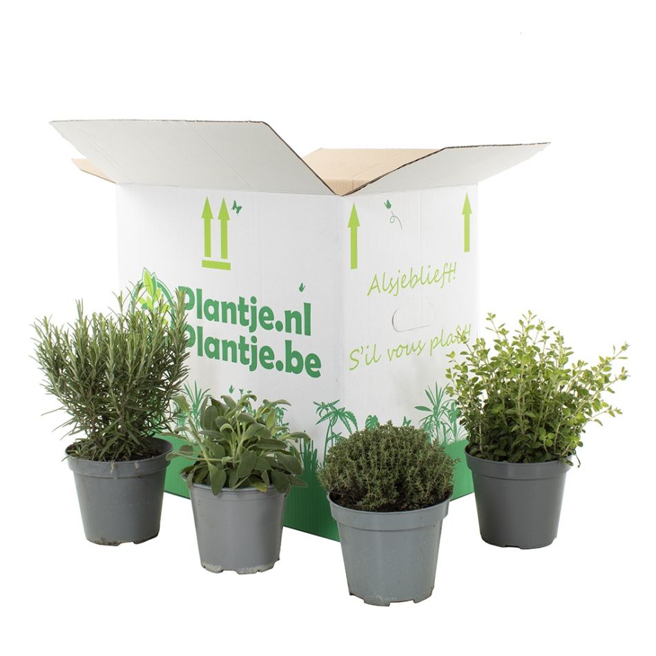 Tuinkruiden box