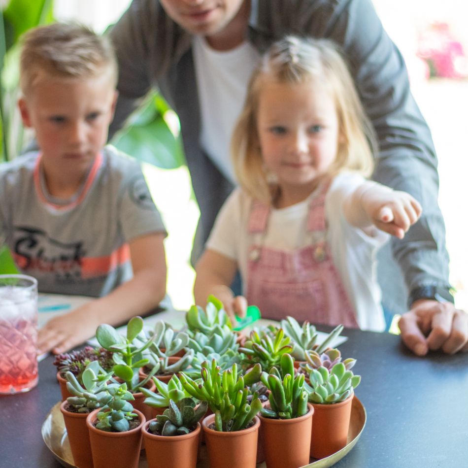 Mini Vetplantjesbox (20 stuks)