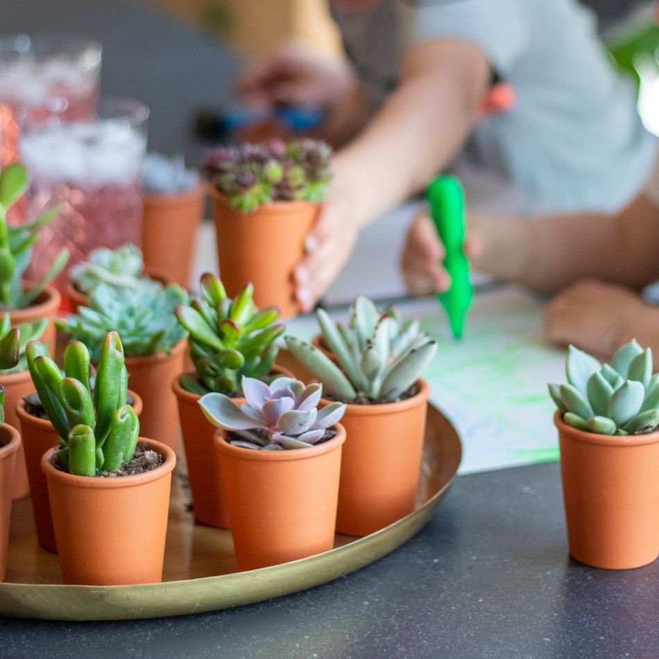 Mini succulenten kopen