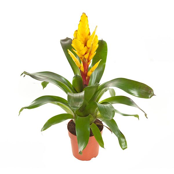 Vriesea Intenso