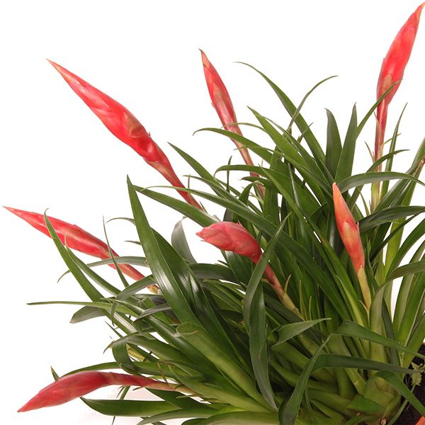 Vriesea