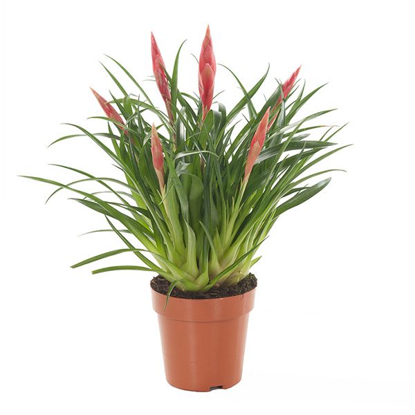 Vriesea Astrid