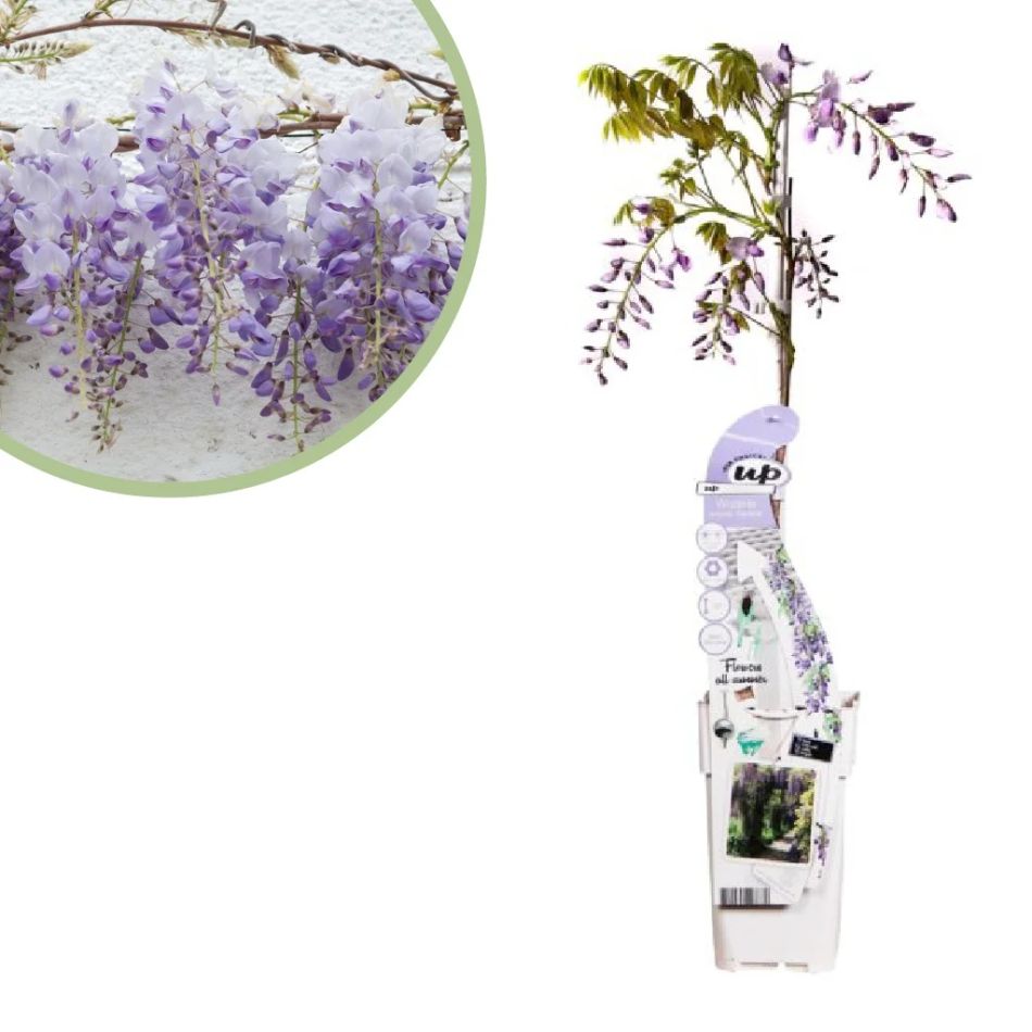 Wisteria-sinensis-Caroline