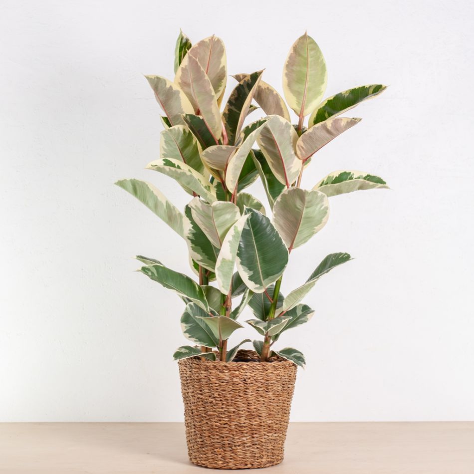 Torun plantenmand