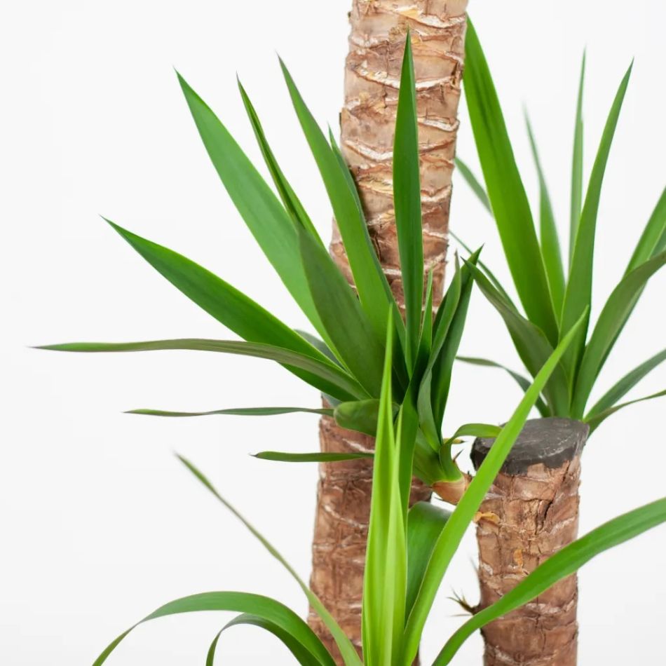 Yucca blad