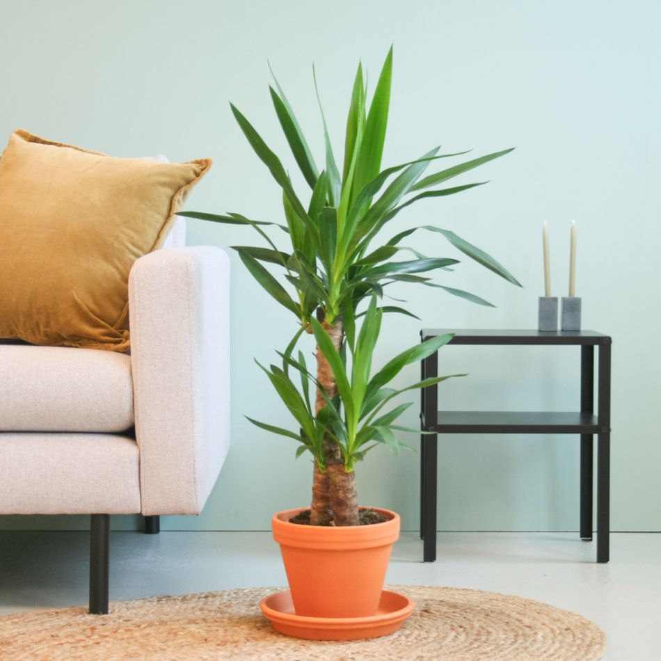 Yucca Elephantipes - Palmlelie - P17