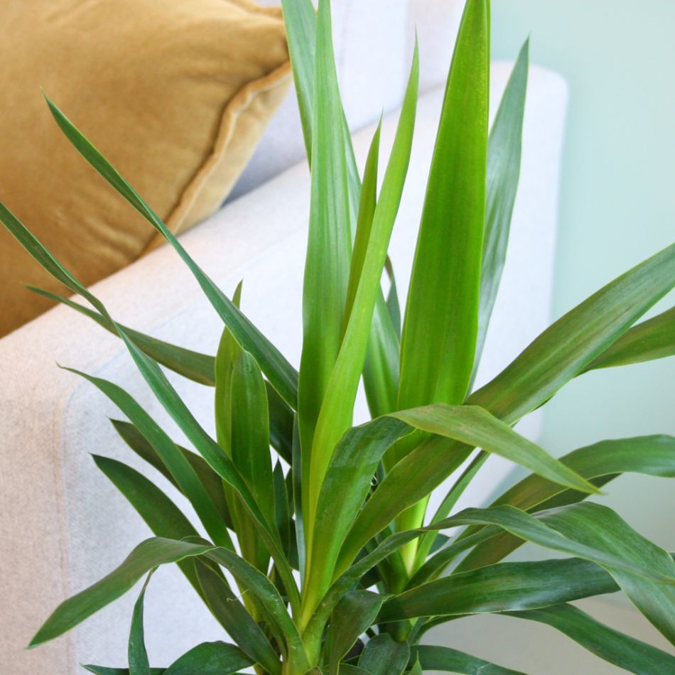 Yucca Elephantipes - Palmlelie - P17
