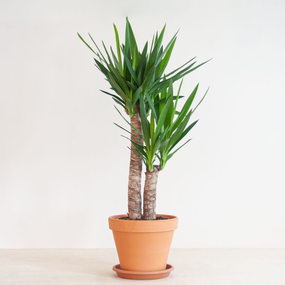 Yucca - Palmlelie - P21