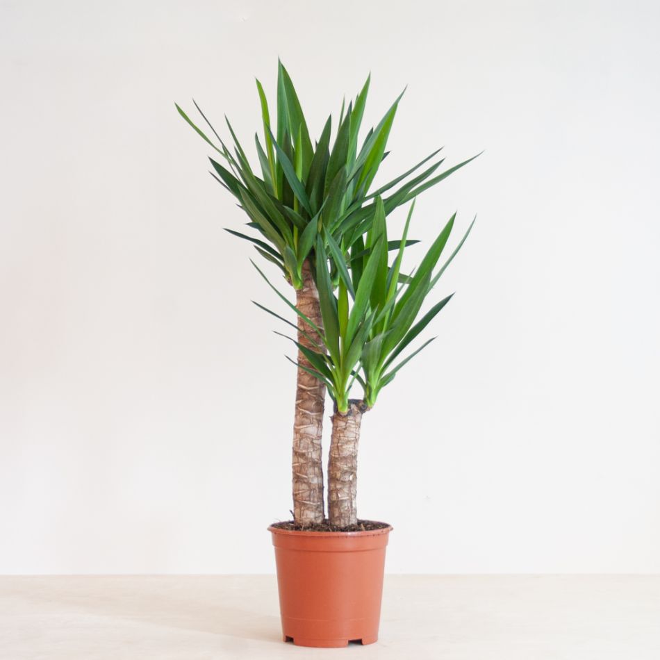 Yucca - Palmlelie - P21
