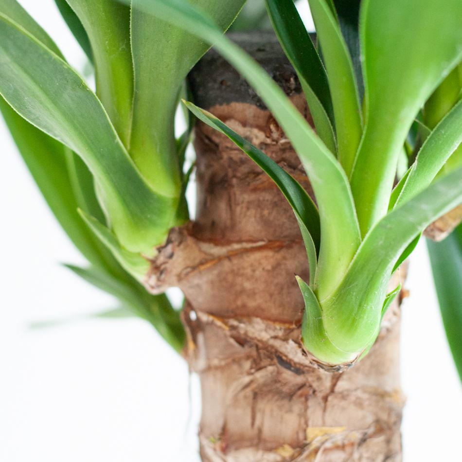 Yucca - Palmlelie - P21
