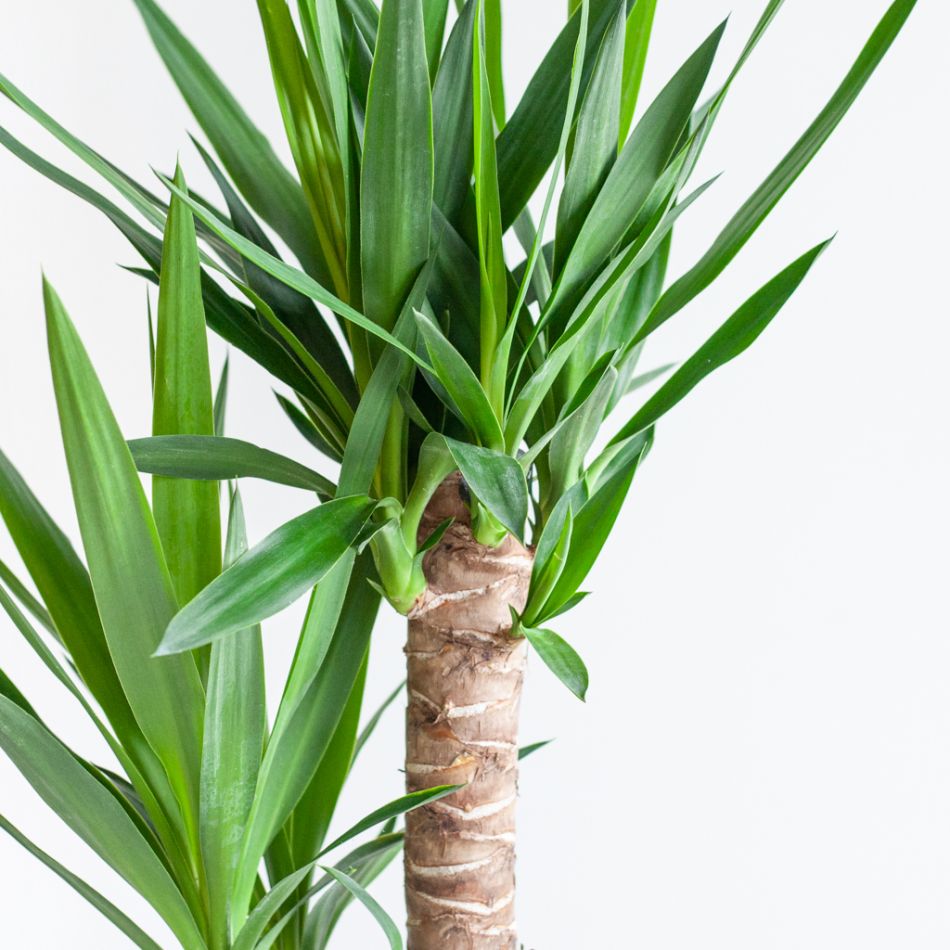 Yucca - Palmlelie - P21