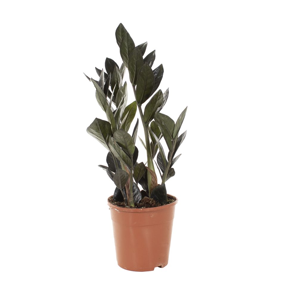Zamioculcas raven