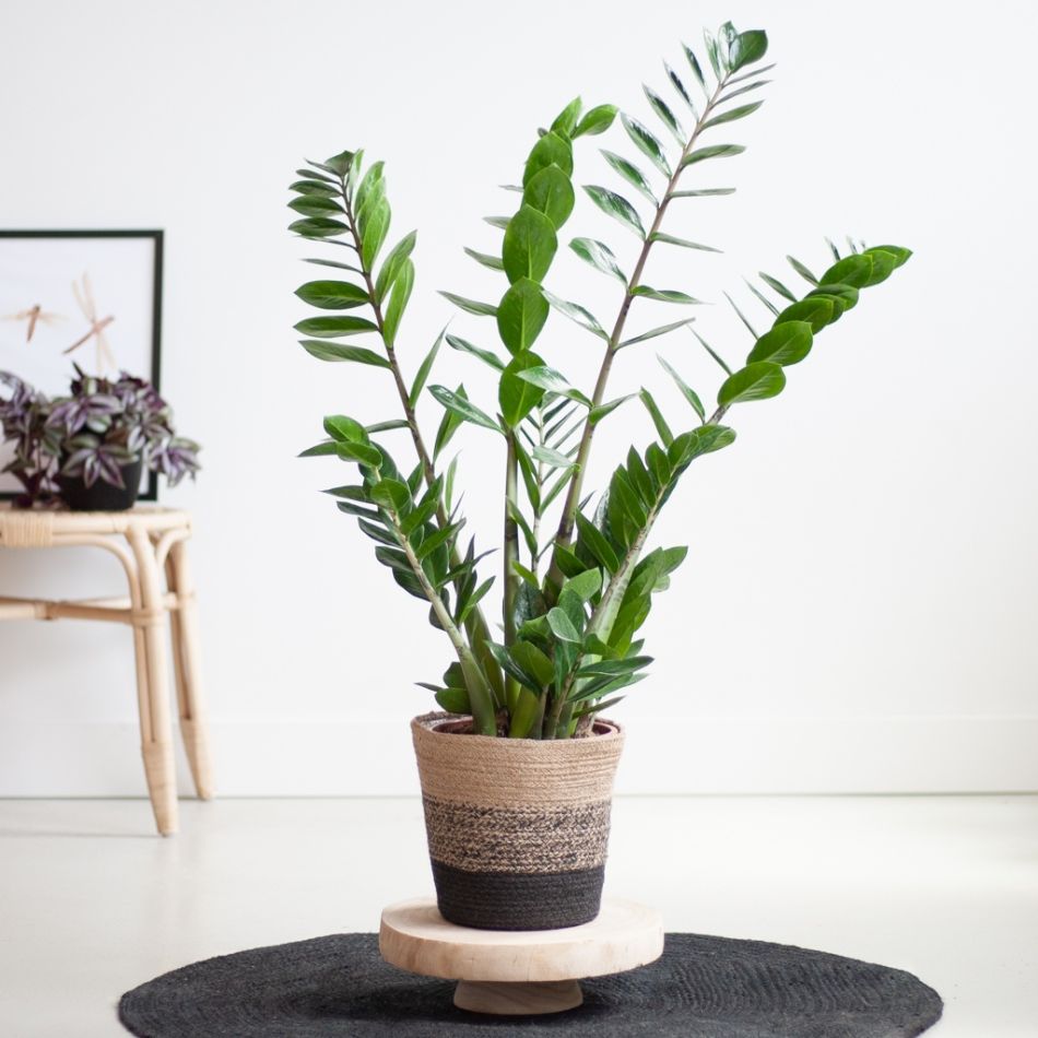 Zamioculcas-Zamiifolia-lissabon-zwart-P21-1-1024