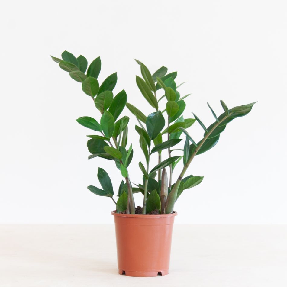 Zamioculcas Zamiifolia