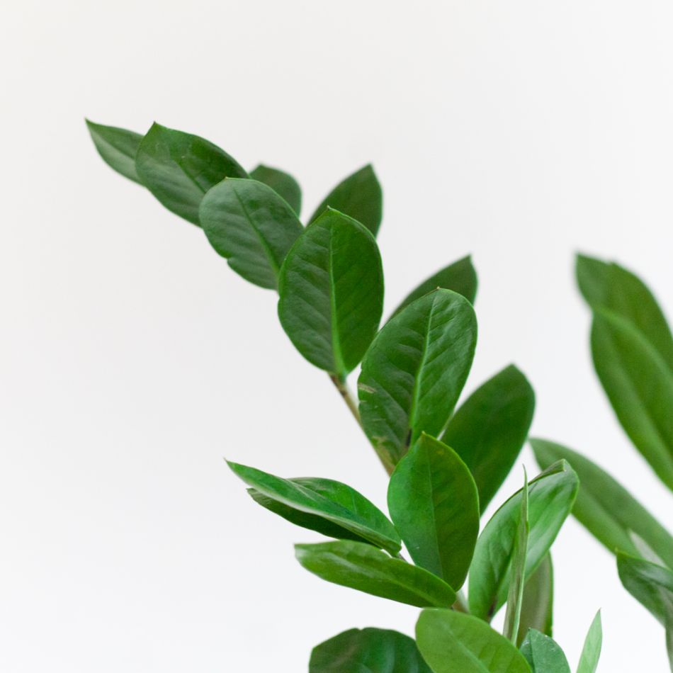 Zamioculcas Zamiifolia