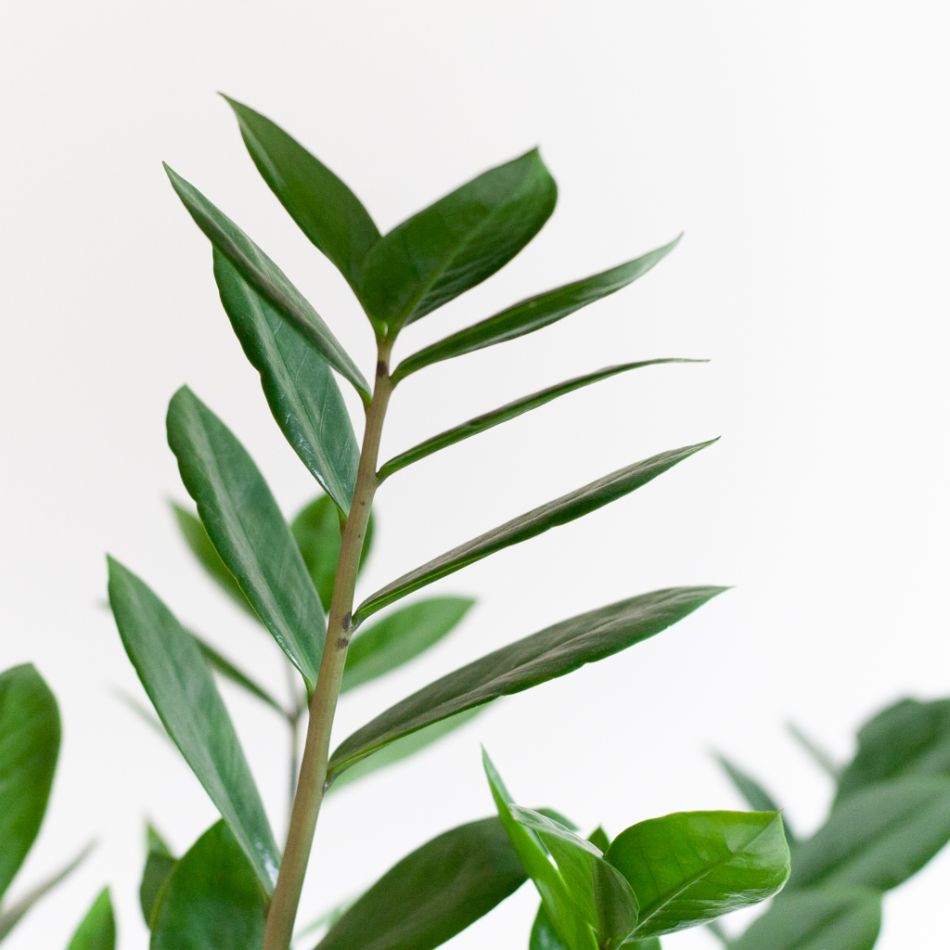 Zamioculcas Zamiifolia