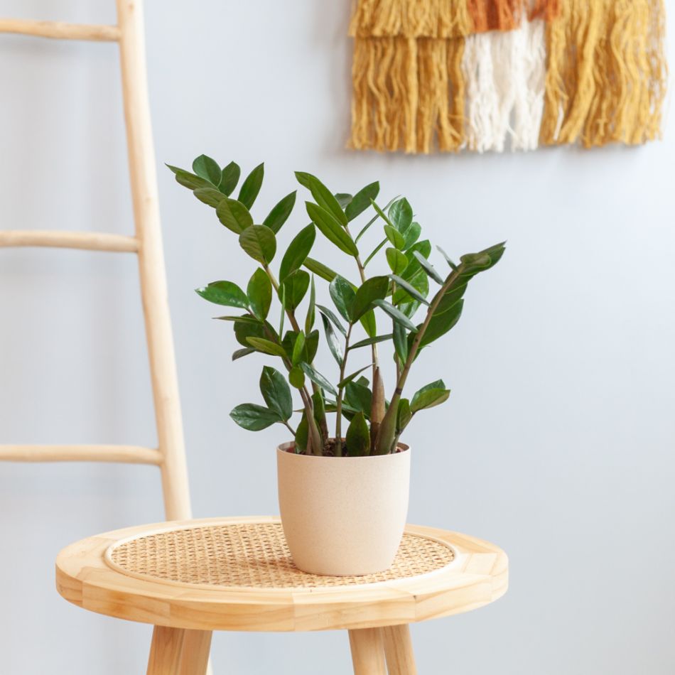 Zamioculcas zamiifolia - P12