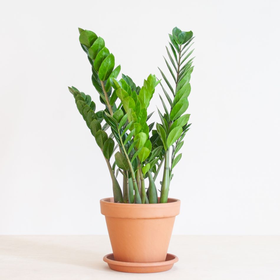 Zamioculcas Zamiifolia - P17