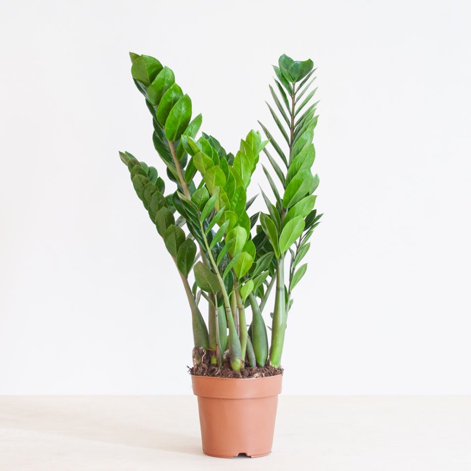 Zamioculcas Zamiifolia - P17