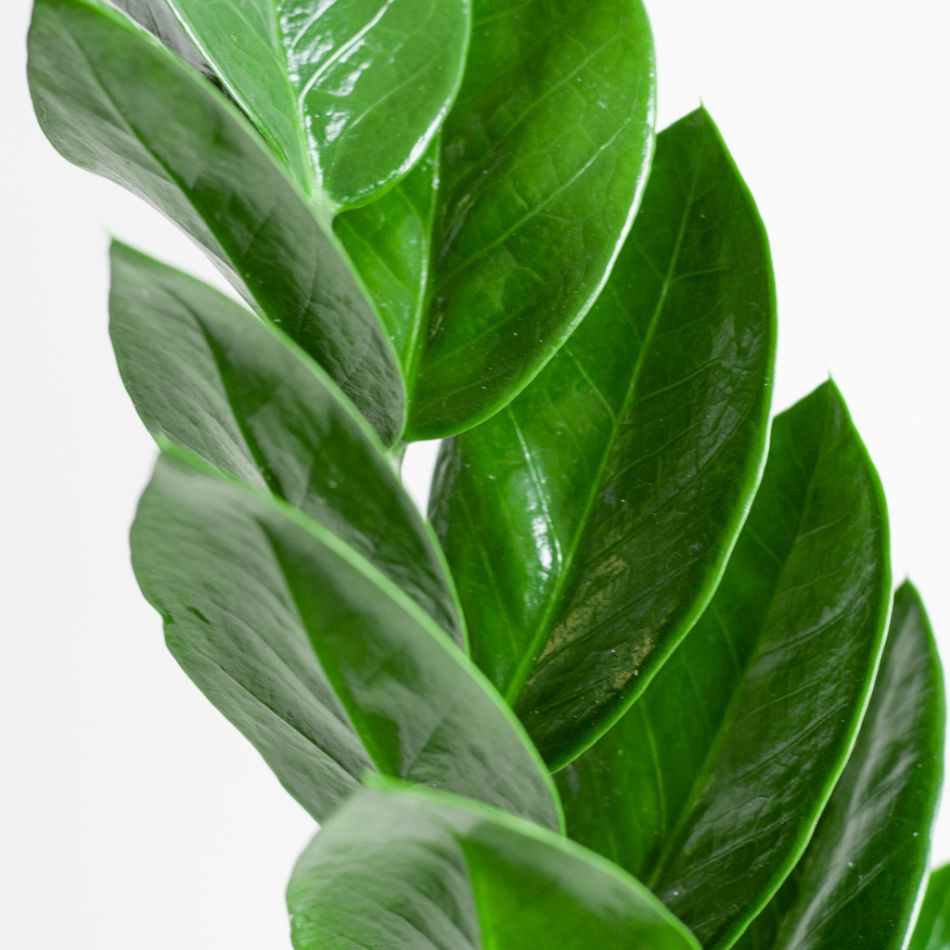 Zamioculcas Zamiifolia - P17