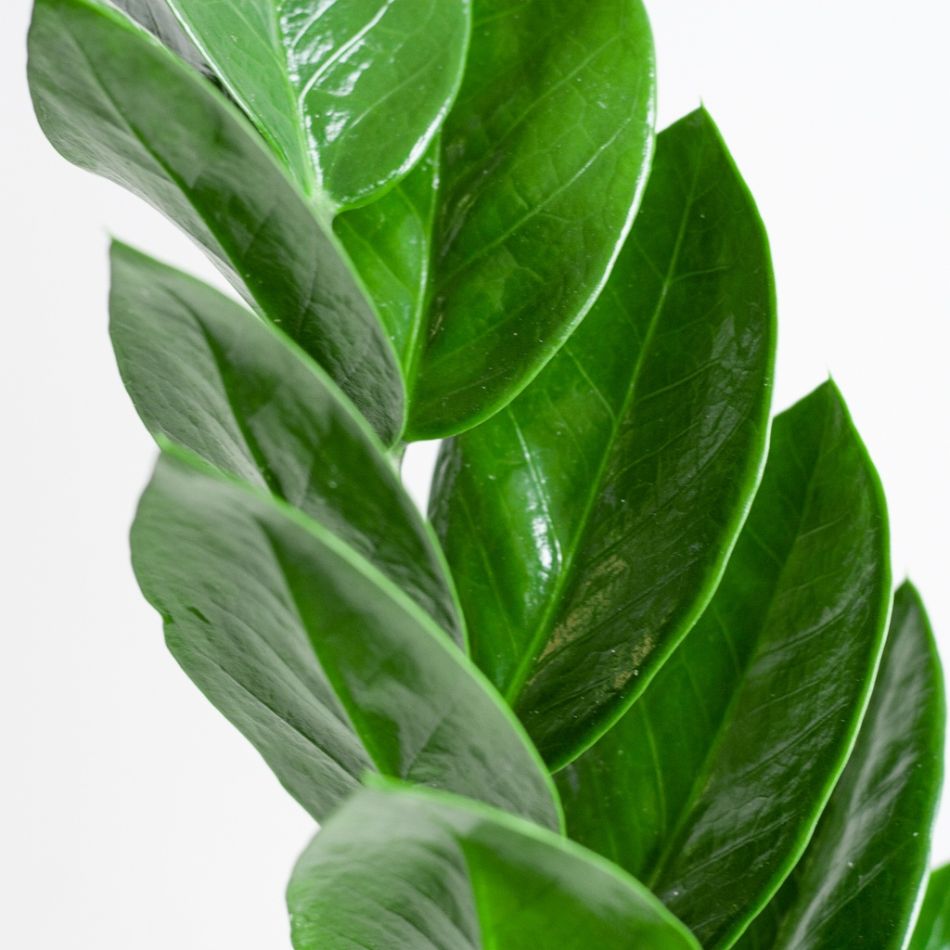 Zamioculcas-Zamiifolia-p17-4 2