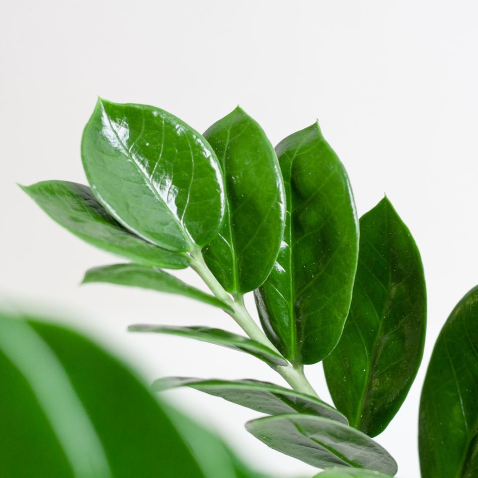 Zamioculcas-Zamiifolia-p17-6 2