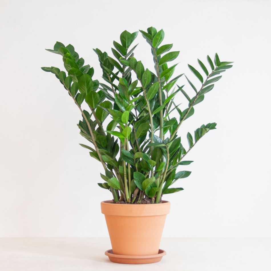 Zamioculcas-Zamiifolia-p21-1