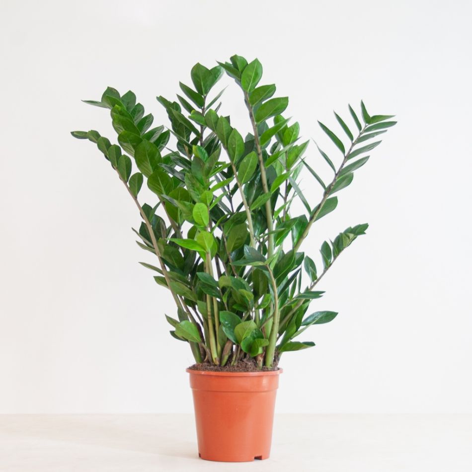 Zamioculcas-Zamiifolia-p21-2