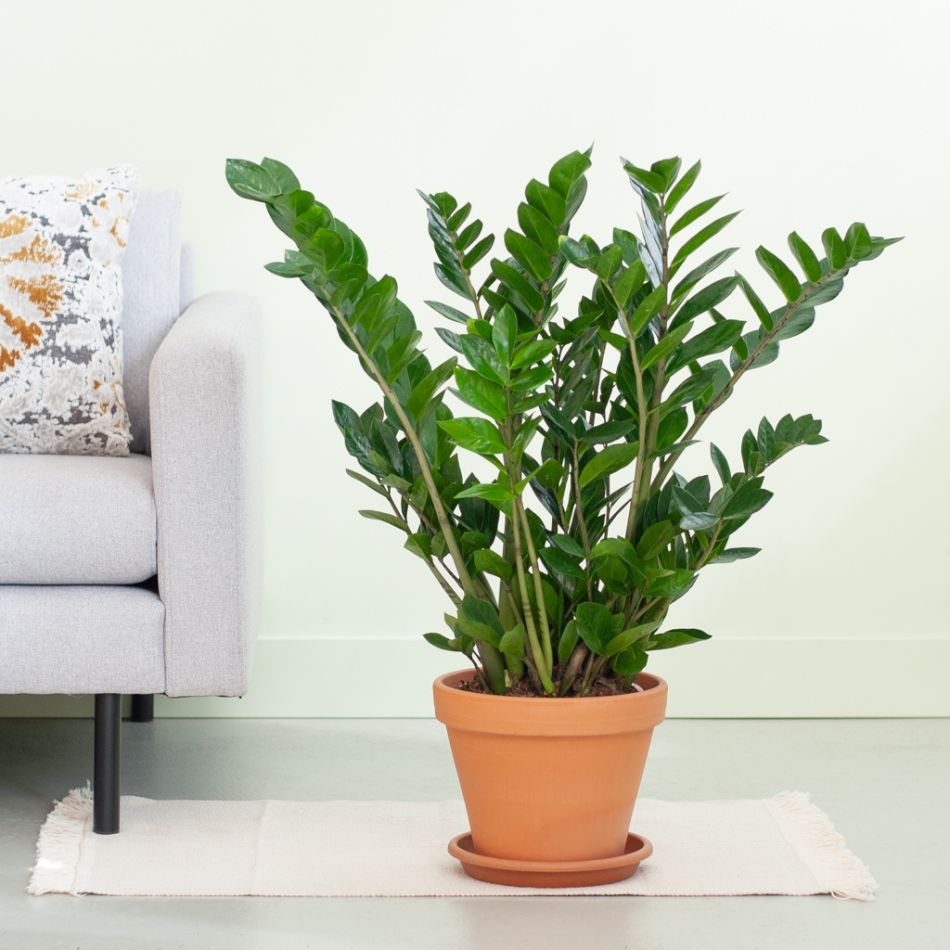 Zamioculcas-Zamiifolia-p21-Lifestyle