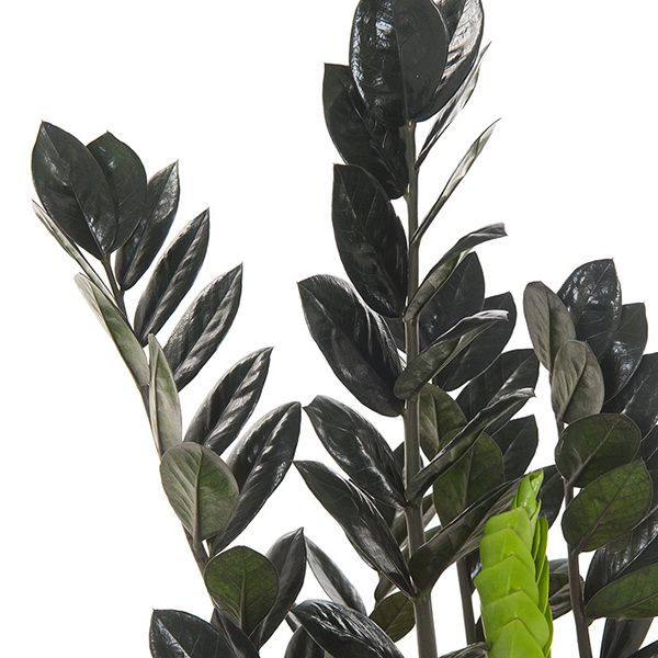 zwarte zamioculcas