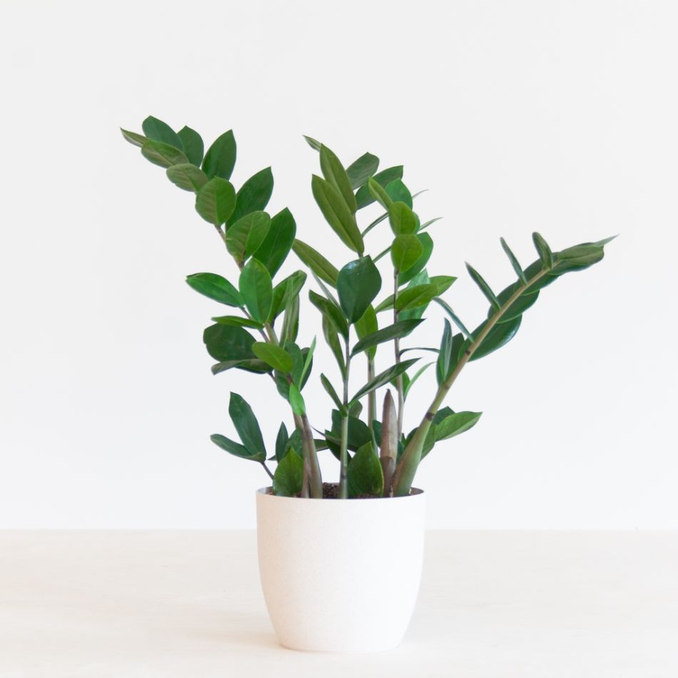 amioculclas Zamiifolia