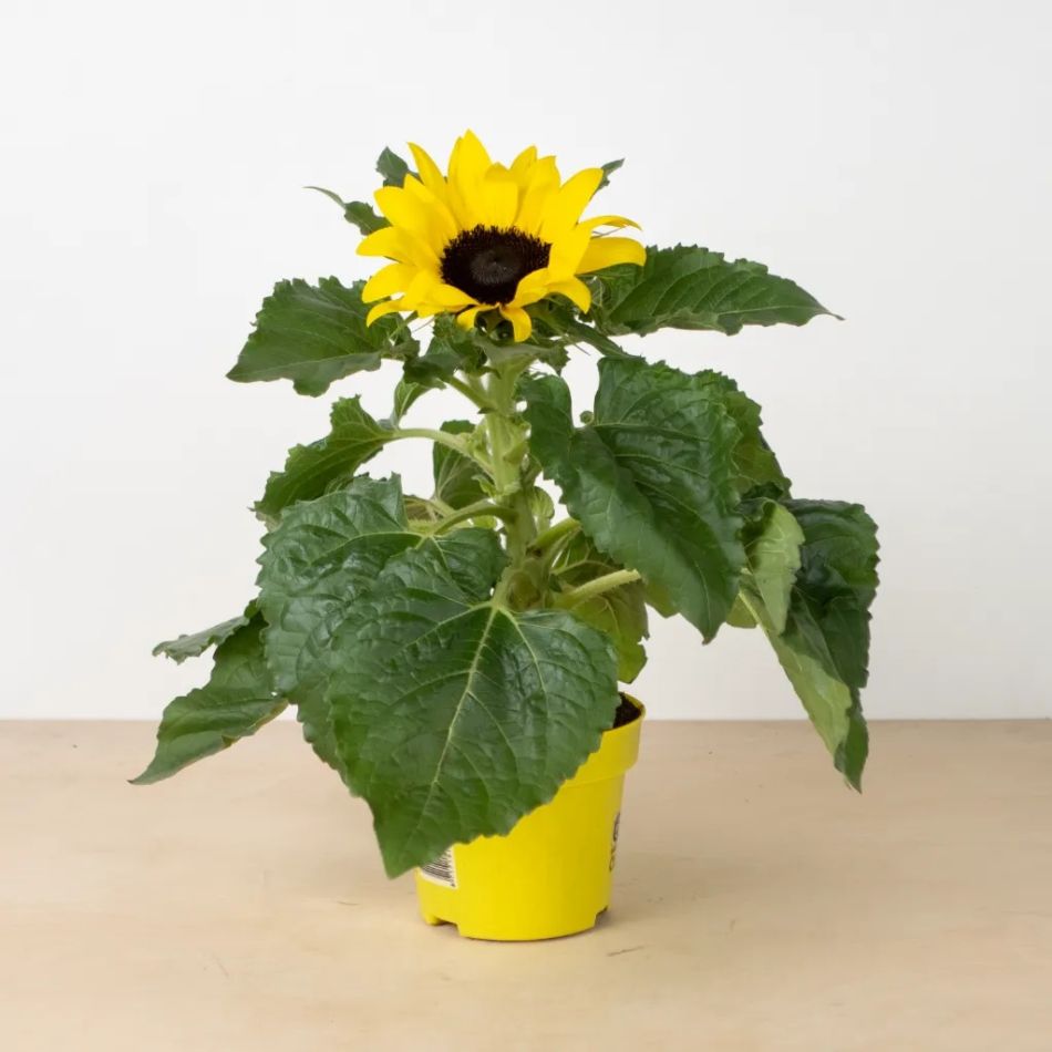 Zonnebloem-Helianthus-p12-1024-2 1