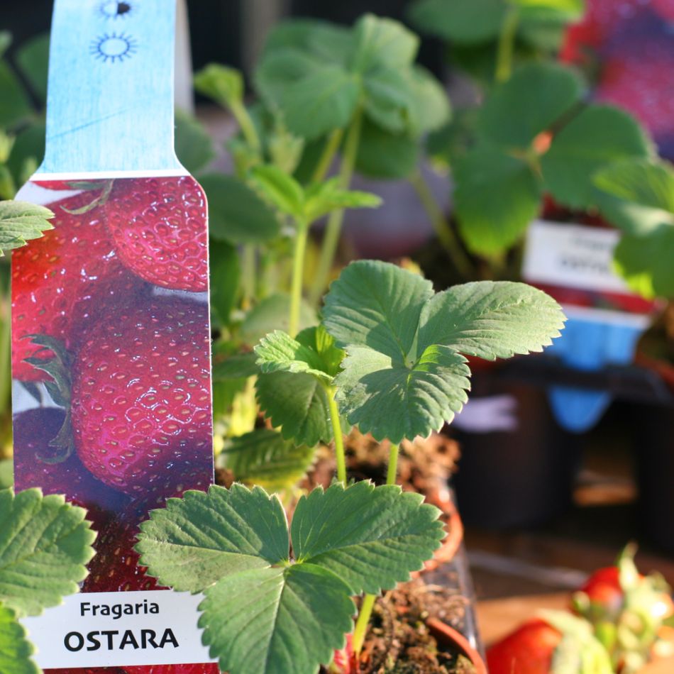 Aardbeienplanten box