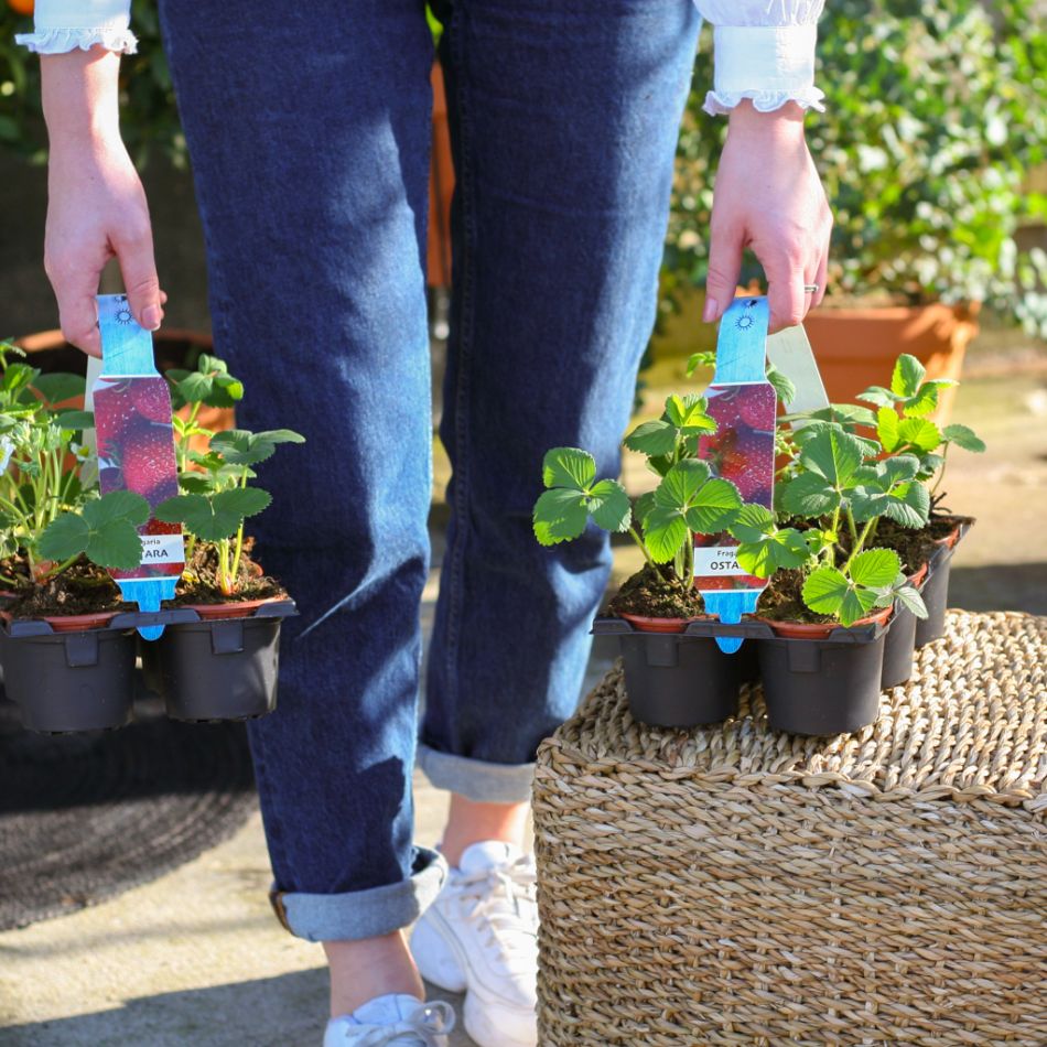 Aardbeienplanten box