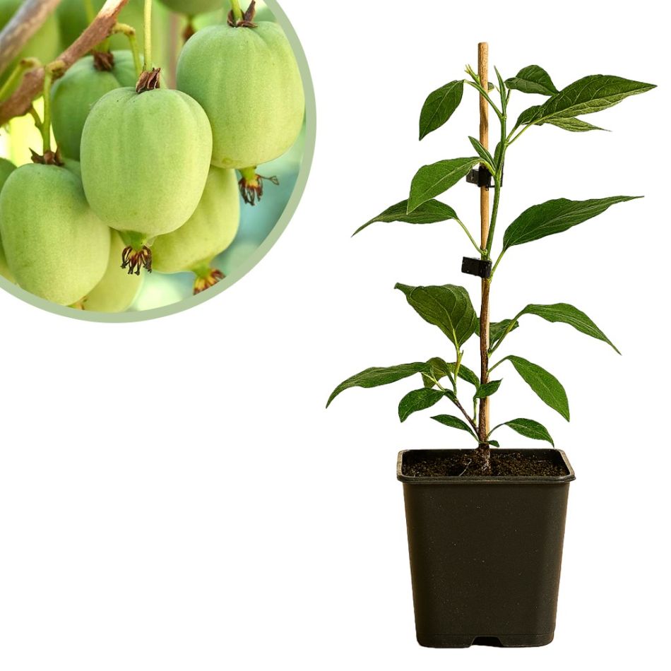 Kiwibes plant Actinidia arguta Issai
