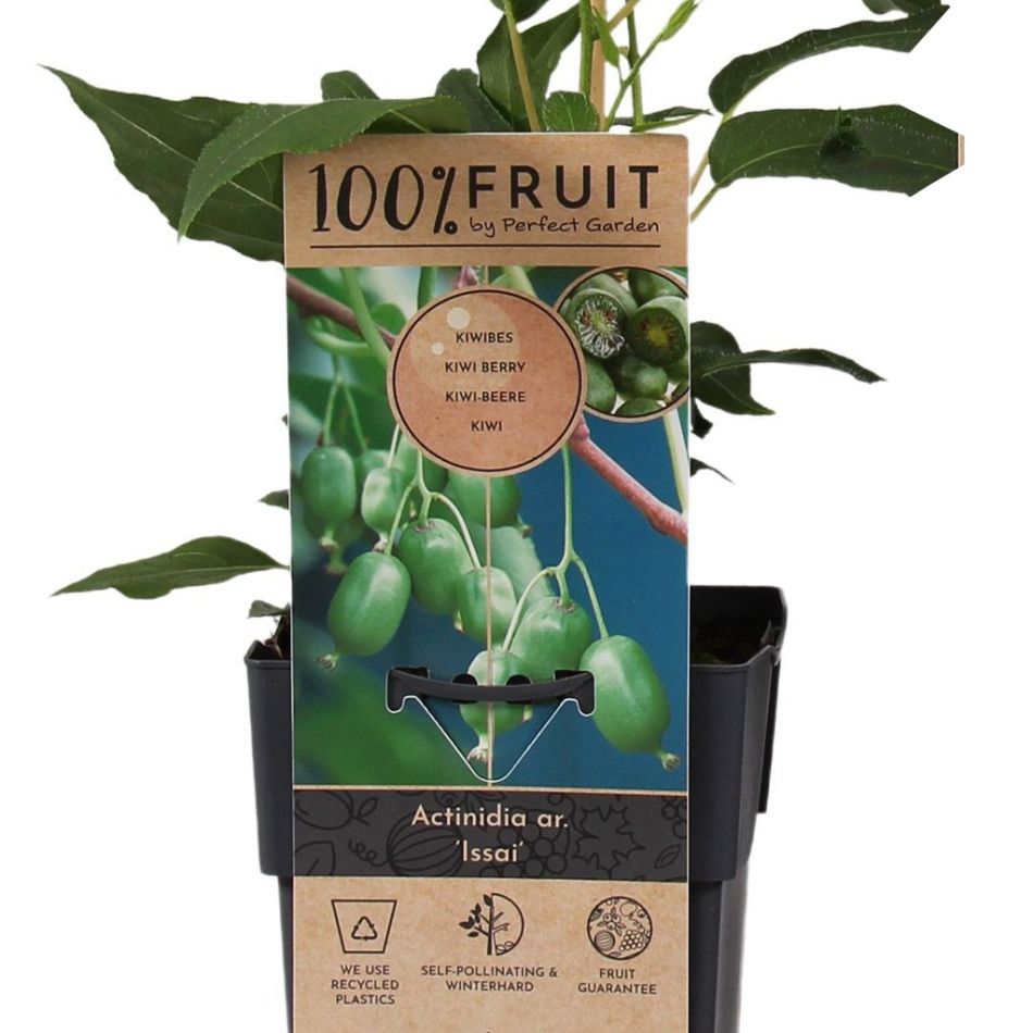 Actinidia arguta Issai